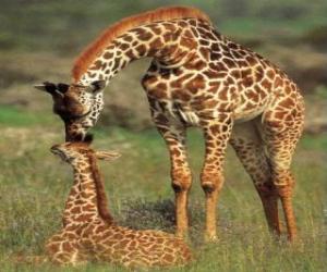 yapboz zürafa Aile